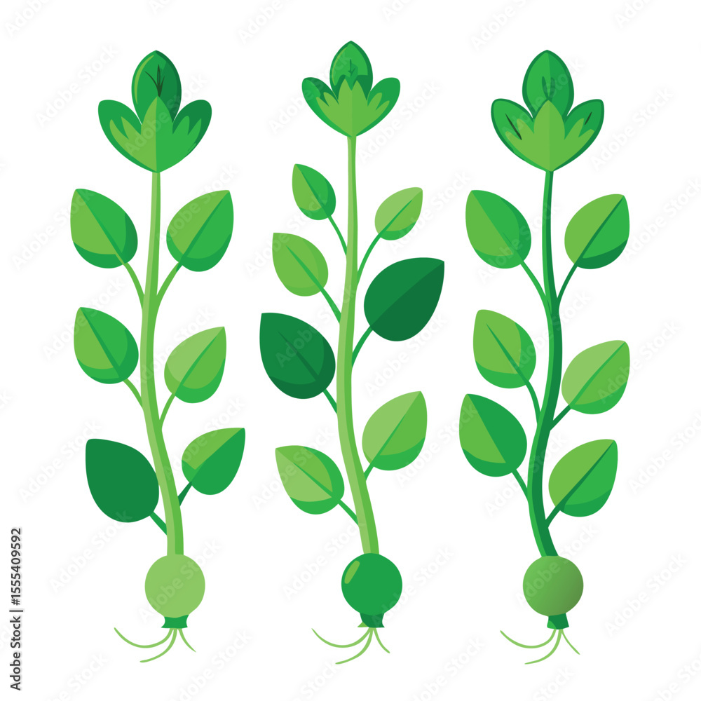 Obraz premium six pea shoots vegetable separately set isolated on white background