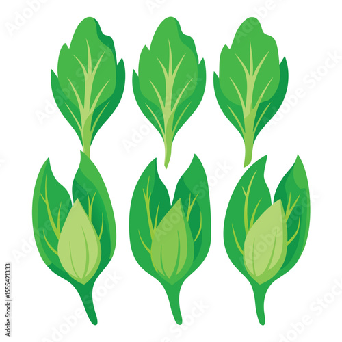 six sorrel vegetable separately set  isolated  on white background