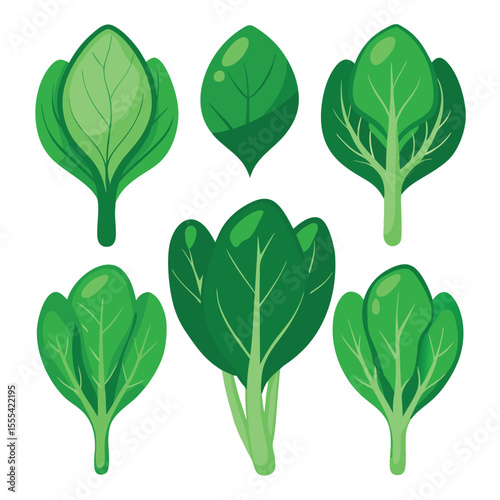 six spinach vegetable separately set  isolated  on white background