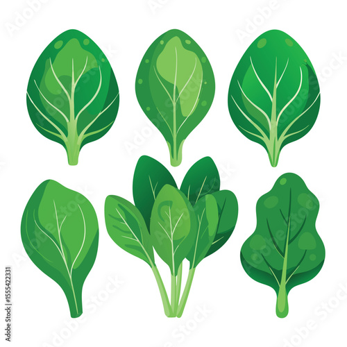 six spinach vegetable separately set  isolated  on white background