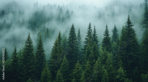 Misty forest canopy