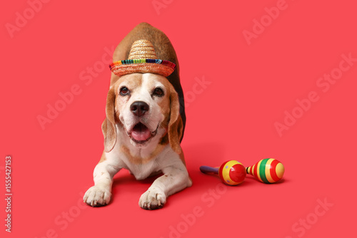 Cute Beagle dog in sombrero...