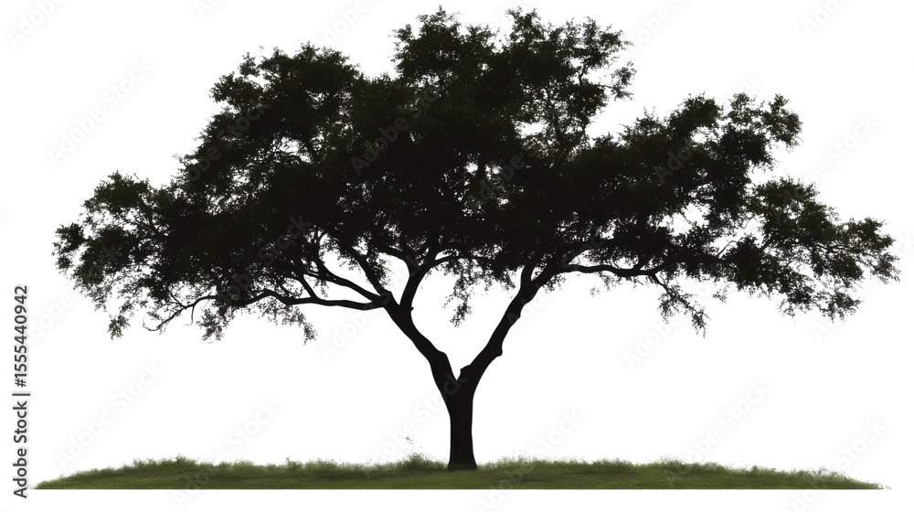 Obraz premium tree silhouettes on white background