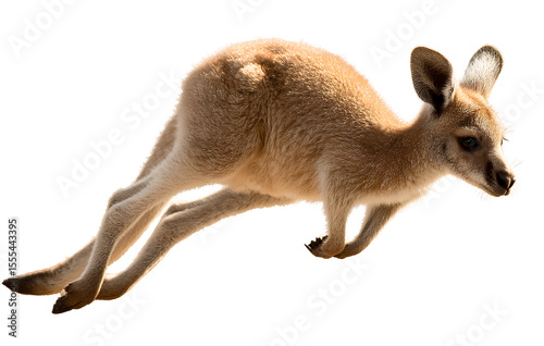 A cute baby kangaroo jumping, isolated on a transparent background