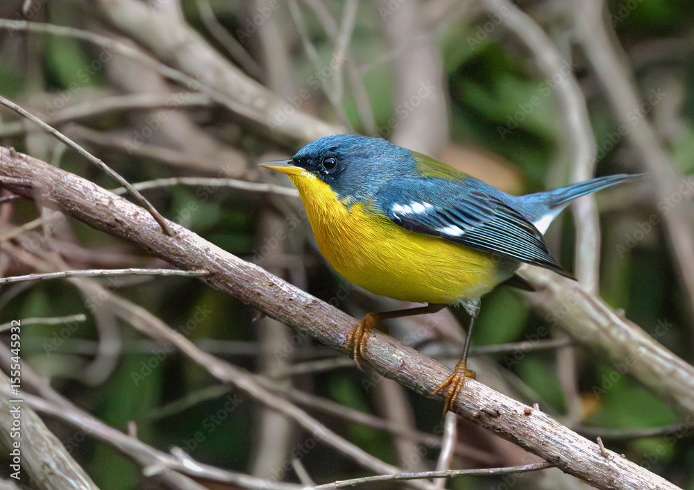 Fototapeta premium Pitiayumi ave