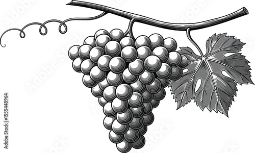Illustration of a bunch of grapes hanging from a vine with a leaf in grayscale tones and white background