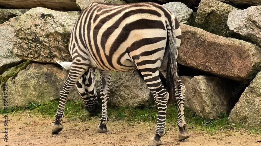 A zebra is seen peacefully grazing near rocky terrain, showcasing its incredibly striking black and white stripes