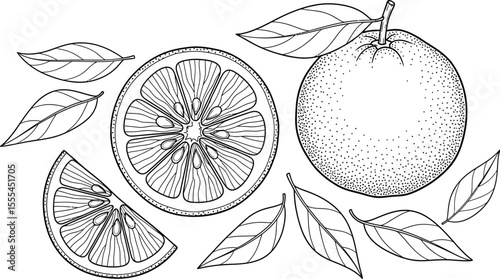 Detailed line art illustration of a whole orange, slices, and leaves on a white background