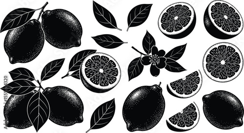 Black and white vector illustration of lemons with leaves and flower in various shapes and sizes