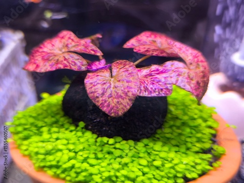 Close-up of Tiger lotus and Dwarf Aquarium Lily Plant