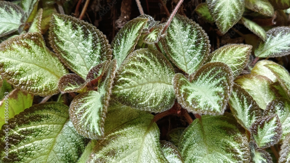 Obraz premium Fuzzy Green Leaves with Dark Veins