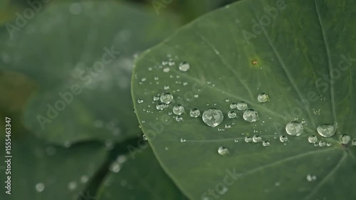 Elegant raindrops cling delicately to vibrant green leaves in a lush garden setting