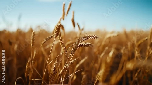 Golden wheat field swaying in the breeze, close-up shot in bright sunlight