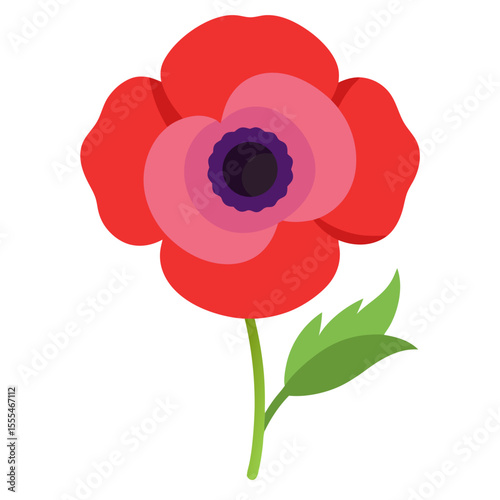 Poppy Anemone flower on white background 