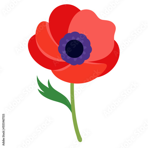 Poppy Anemone flower on white background 