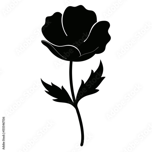 Poppy Anemone flower on white background 