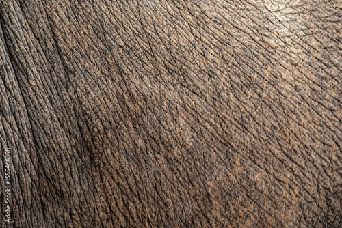 The background pattern of the elephant skin is dark black. The pattern on the elephant skin with the skin and hair of the elephant is sharp and detailed.