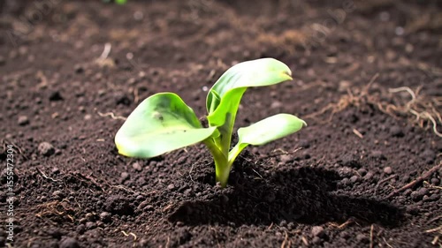Timelapse of sprout growing from seed in soil