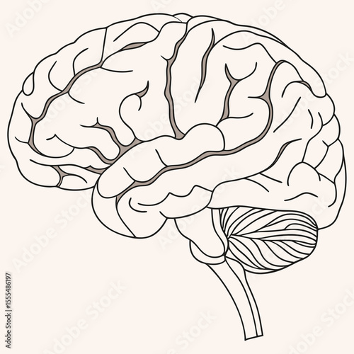 human brain vector