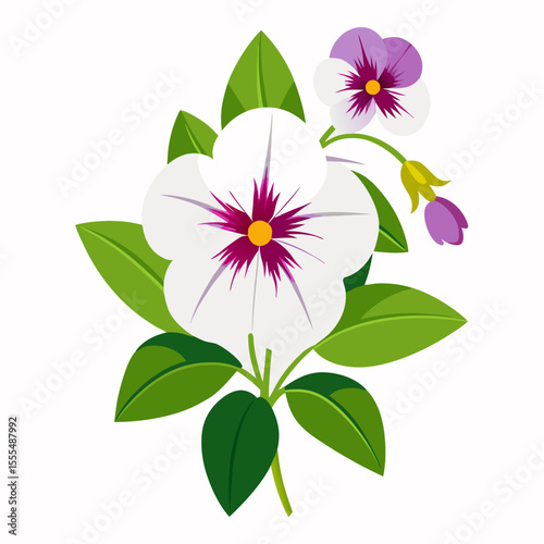 white background on flower Million Bells (Calibrach)