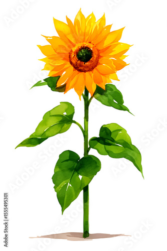 sunflower isolated on white background, transparent background, PNG files