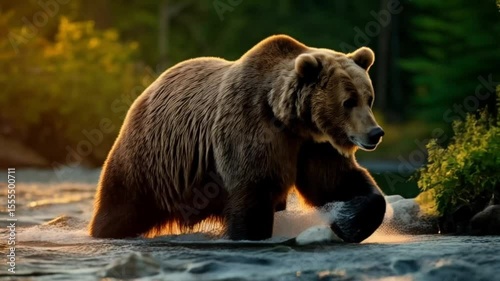 Brown bear wading through a river with trees and golden light in the background setting the scene video