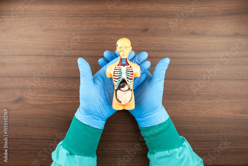 A doctor reviews an anatomical model during a routine appointment, illustrating concepts of preventive care, checkups, early diagnosis, and comprehensive health coverage.
