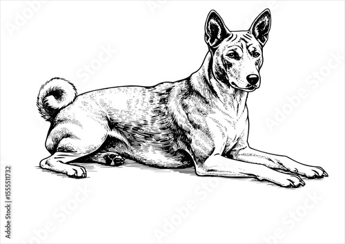 basenji dog pet portrait engraving intricate retro hand drawn style line art black and white vector illustration, isolated on white background