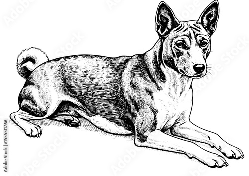 basenji dog pet portrait engraving intricate retro hand drawn style line art black and white vector illustration, isolated on white background
