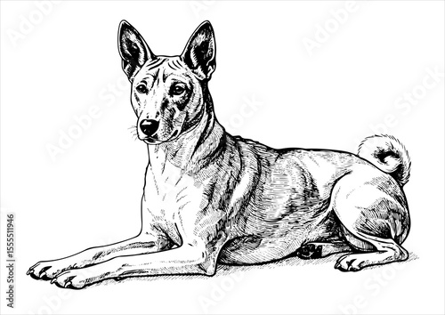 basenji dog pet portrait engraving intricate retro hand drawn style line art black and white vector illustration, isolated on white background