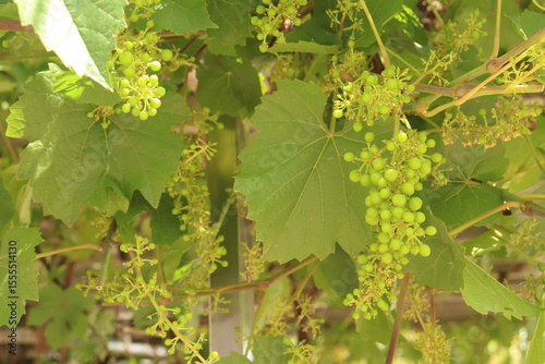 an unripe, Korean wild grapes