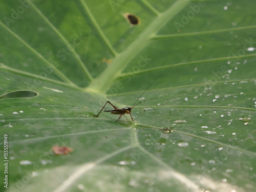 ant on a leaf