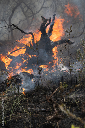 Back-burning, also known as prescribed burning or hazard reduction burning, is a fire management strategy