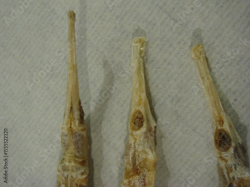 Dried Seahorse Specimens Used in Traditional Korean Medicine