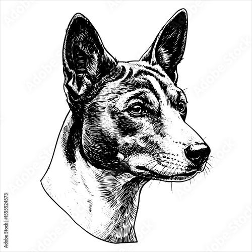head basenji dog pet portrait engraving intricate retro hand drawn style line art black and white vector illustration, isolated on white background