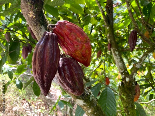 cacao plant (Theobroma cacao) a cultivated tree on plantations 