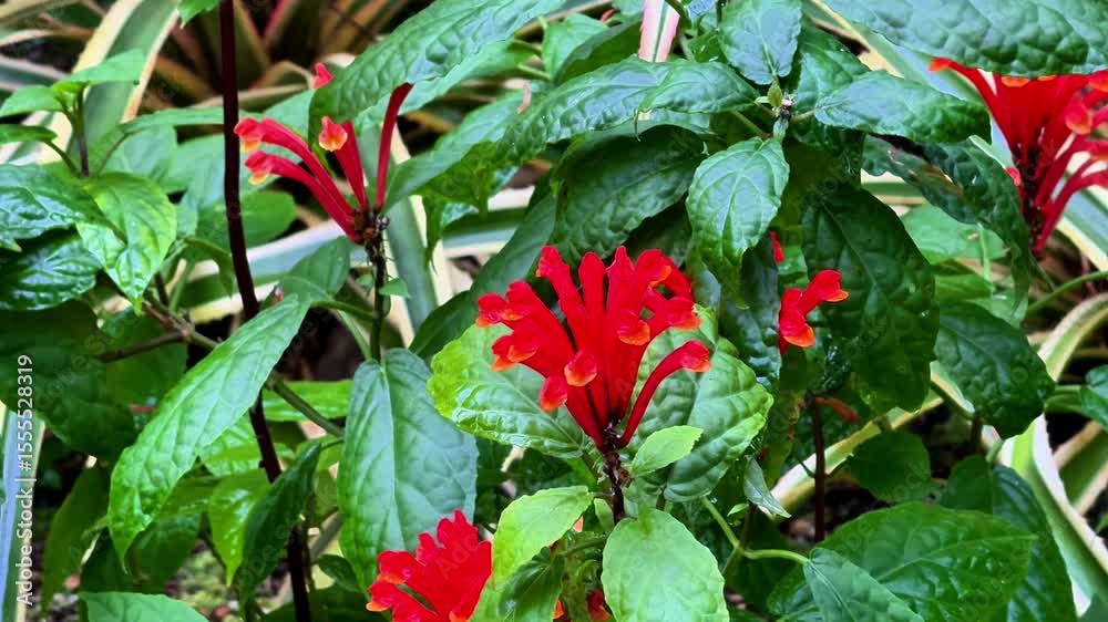 A stunning closeup of bright red floral blooms beautifully set against a lush backdrop of rich greenery