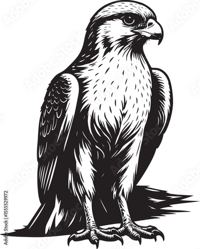 Detailed Falcon Bird Illustration