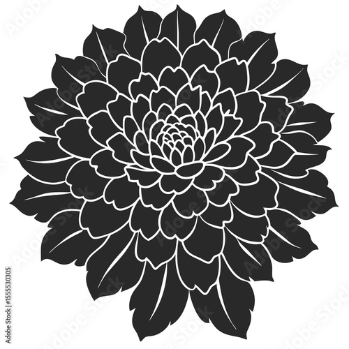 Marigold vector silhouette illustration isolated on white background