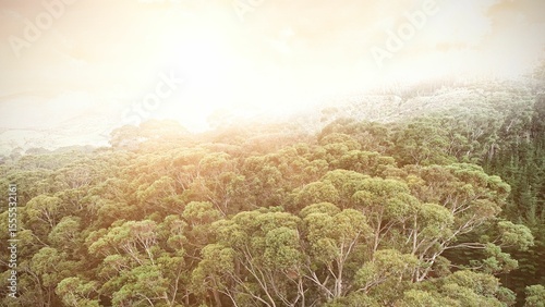 Forest under sunset sunbeams, Areal view