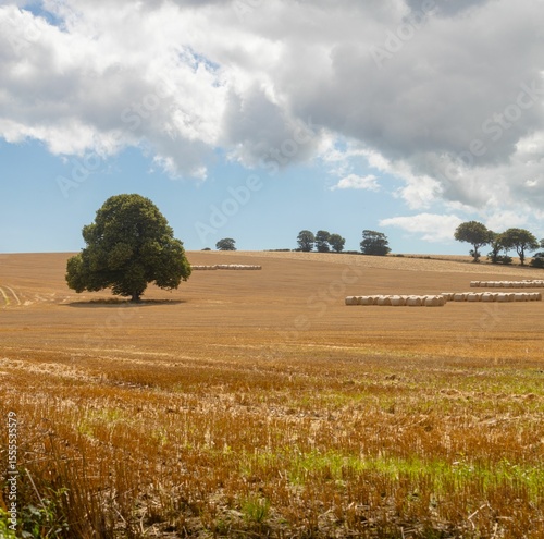Solitary broadleaf tree is standing in flat design farmland scene, showing white hay bales