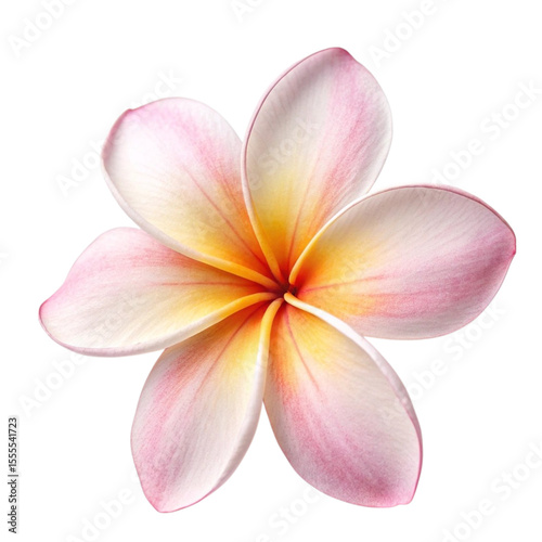 frangipani flower isolated on white