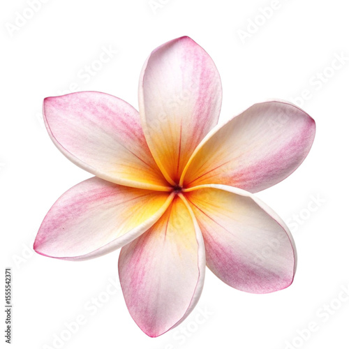 frangipani flower isolated on white