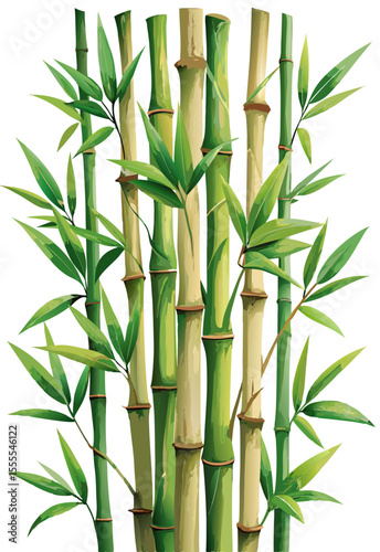 vector of vertical bamboo stems with green nodes and realistic leaves, slight bending, isolated on white background
