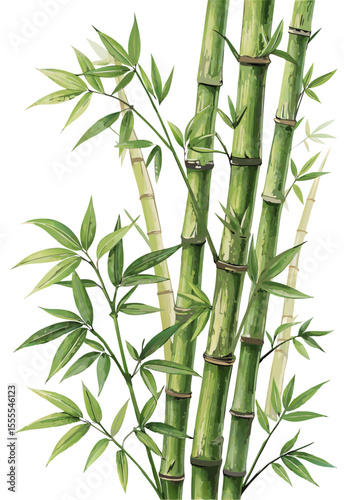 vector of vertical bamboo stems with green nodes and realistic leaves, slight bending, isolated on white background
