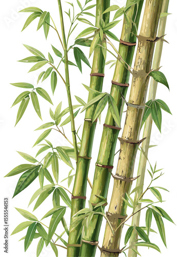 vector of vertical bamboo stems with green nodes and realistic leaves, slight bending, isolated on white background
