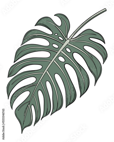 vector illustration of a single Monstera deliciosa leaf with detailed fenestrations, realistic texture and shadows, isolated on white background
