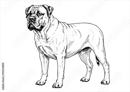 Bullmastiff dog pet portrait engraving intricate retro hand drawn style line art black and white vector illustration, isolated on white background