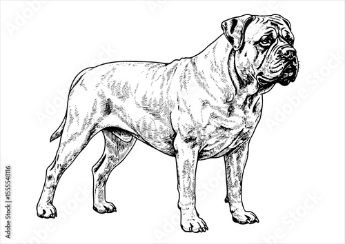 Bullmastiff dog pet portrait engraving intricate retro hand drawn style line art black and white vector illustration, isolated on white background