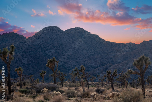 Sunset over Joshua Tree National Park,